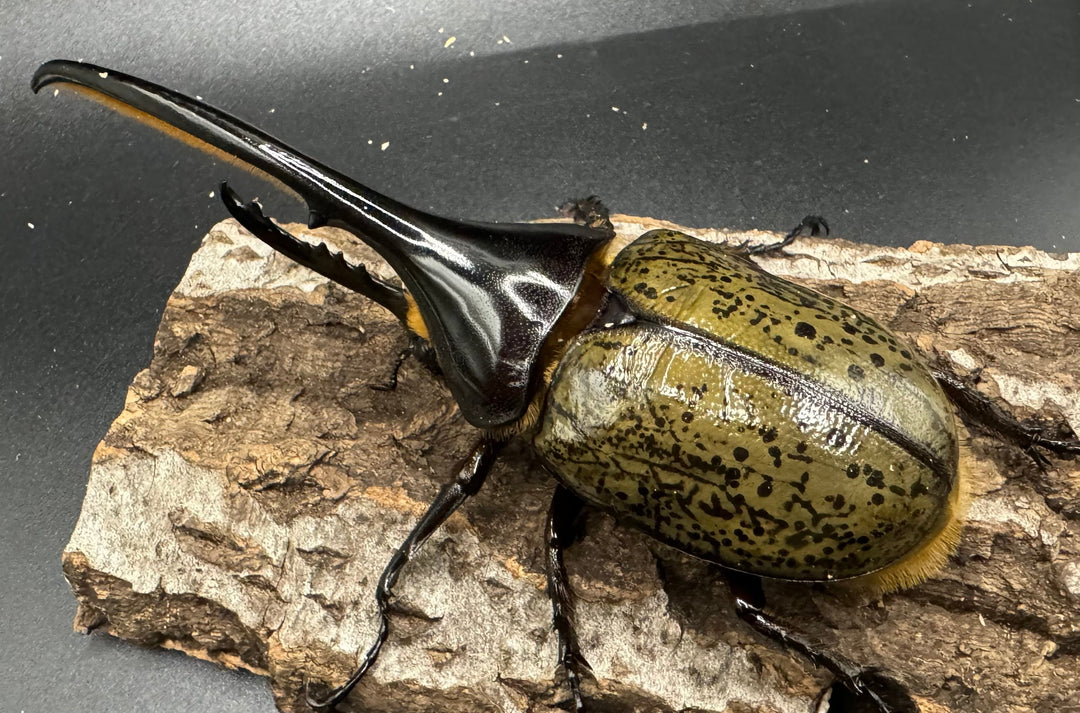 《ヘラクレス・ヘラクレス 126mm ペア》