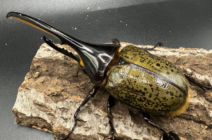 《ヘラクレス・ヘラクレス 126mm ペア》