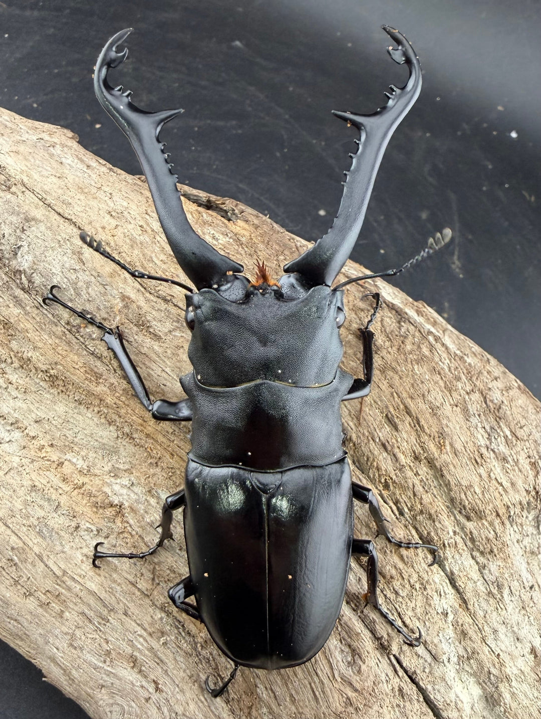 【WD】《ギラファノコギリ亜種ニシヤマイ 95mm ペア》