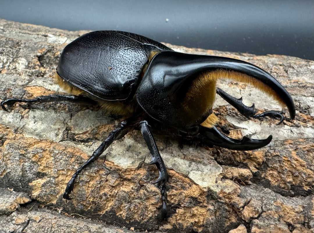 即ブリ《サタンオオカブト 76mm A’品ペア》