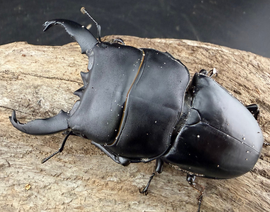 【WD】《アルキデスヒラタ アチェ産 長歯 87mm ペア》