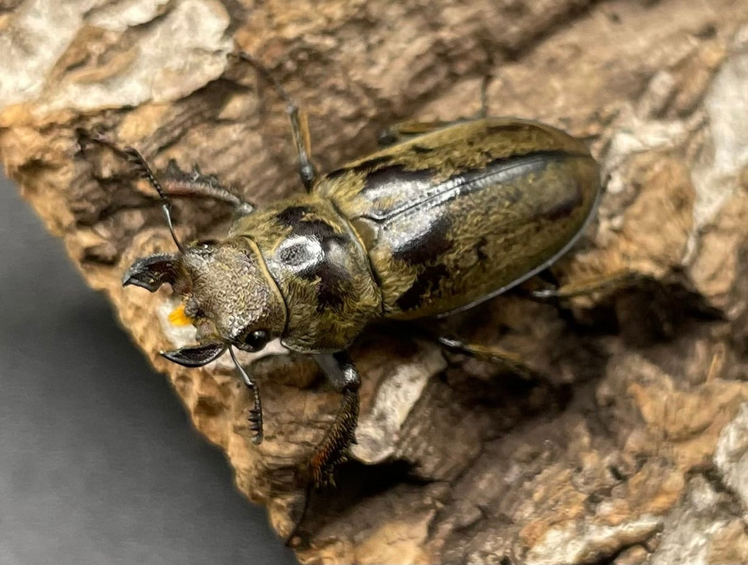 【WD】超貴重《デランミヤマクワガタ原名亜種 25.5mm♀単 A’品》