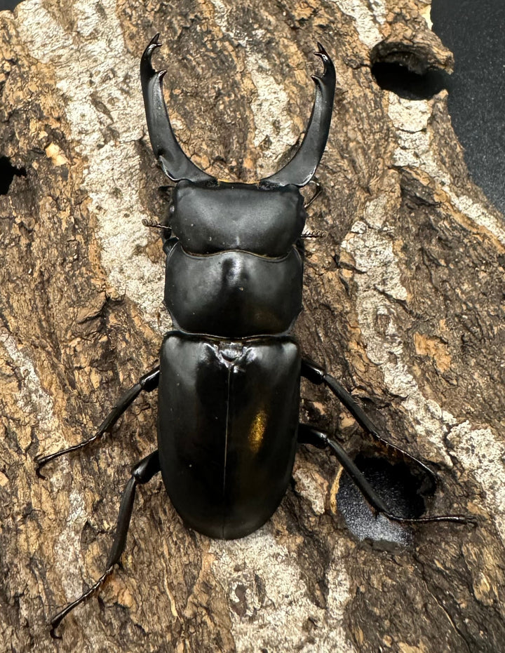 【WD】《ブラナウンコクワ 碧羅雪山産 64mm ペア》