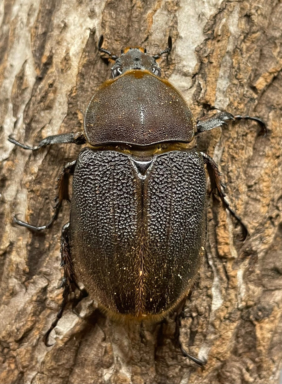 《ヘラクレス・ヘラクレス 128mm ペア》