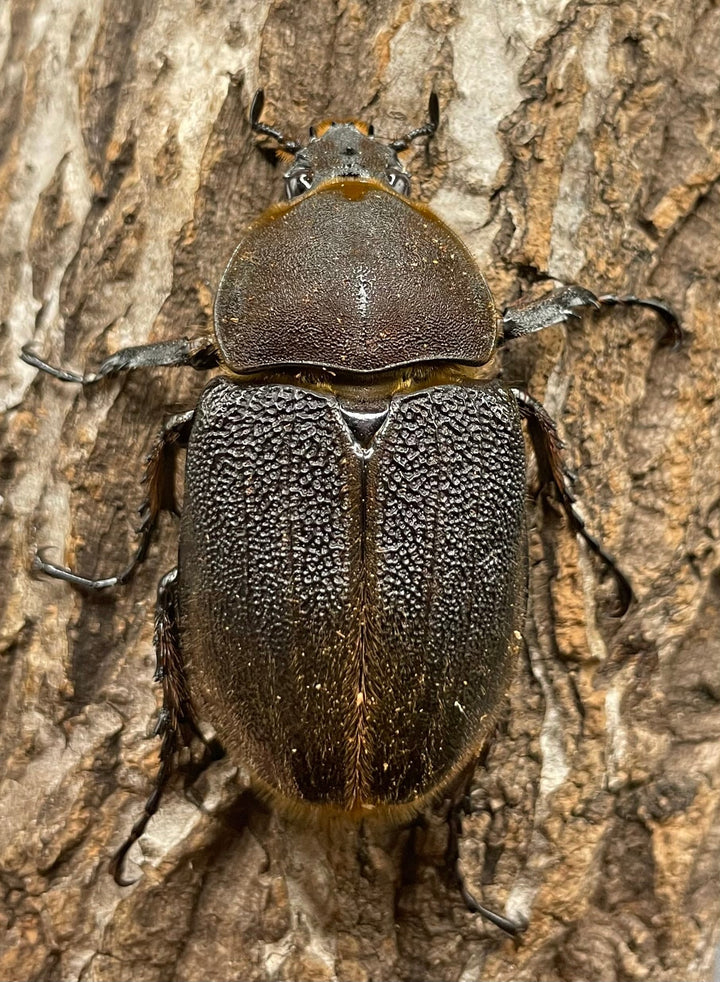 《ヘラクレス・ヘラクレス 128mm ペア》