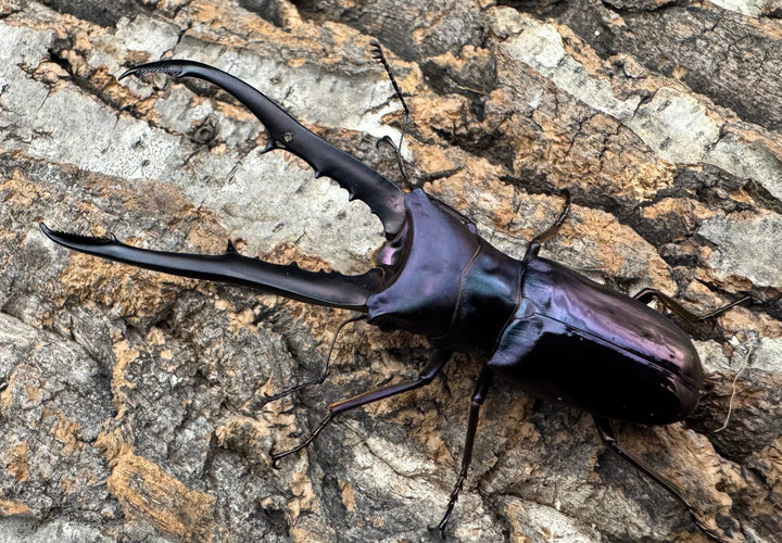 【美麗】《メタリフェルホソアカ 73mm ペア》わたくわ氏ブリード個体