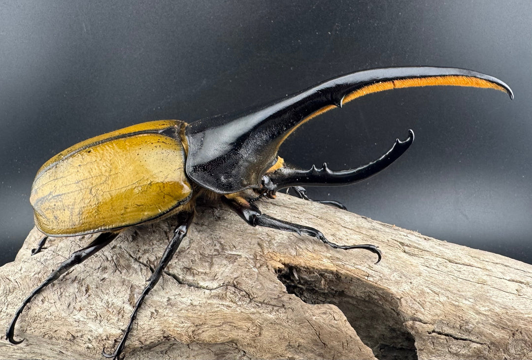 《ヘラクレス・ヘラクレス 148.5mm ペア》