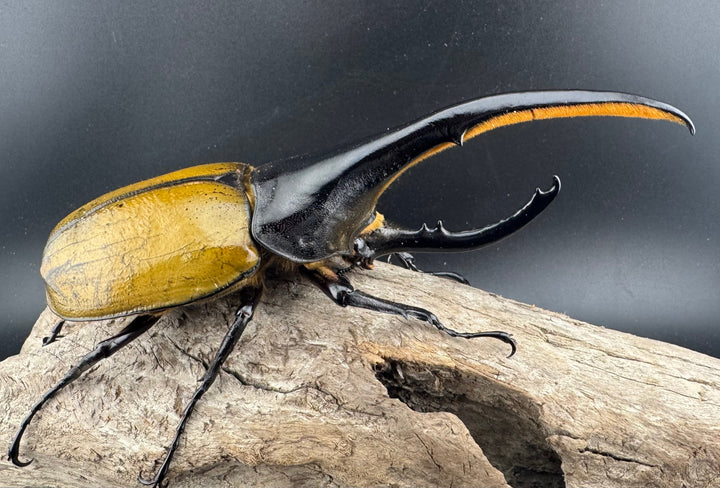 《ヘラクレス・ヘラクレス 148.5mm ペア》