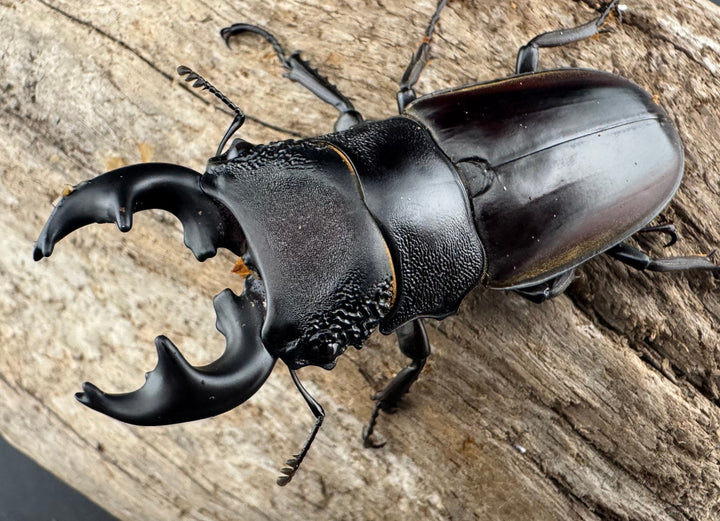 【WD】大型短歯《ルマウィノコギリ  60.5mm ペア》