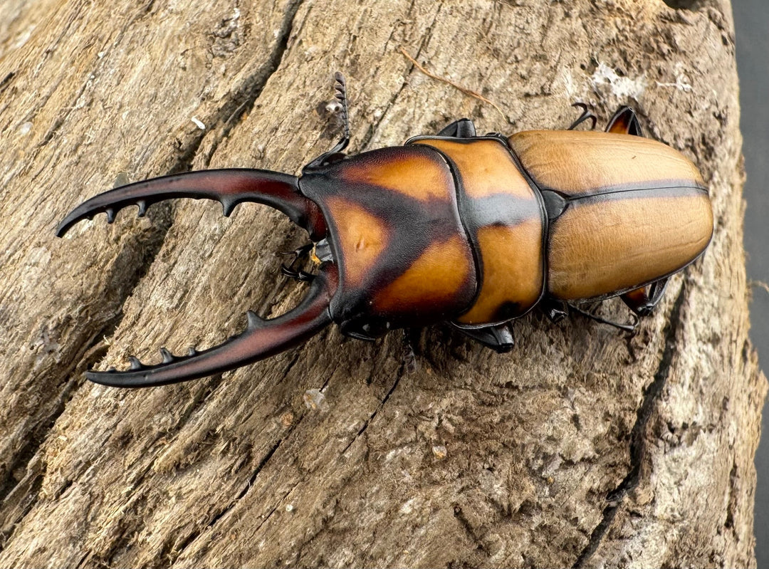 【WD】《スツラリスノコギリ 海南省産 41.5mm ペア》