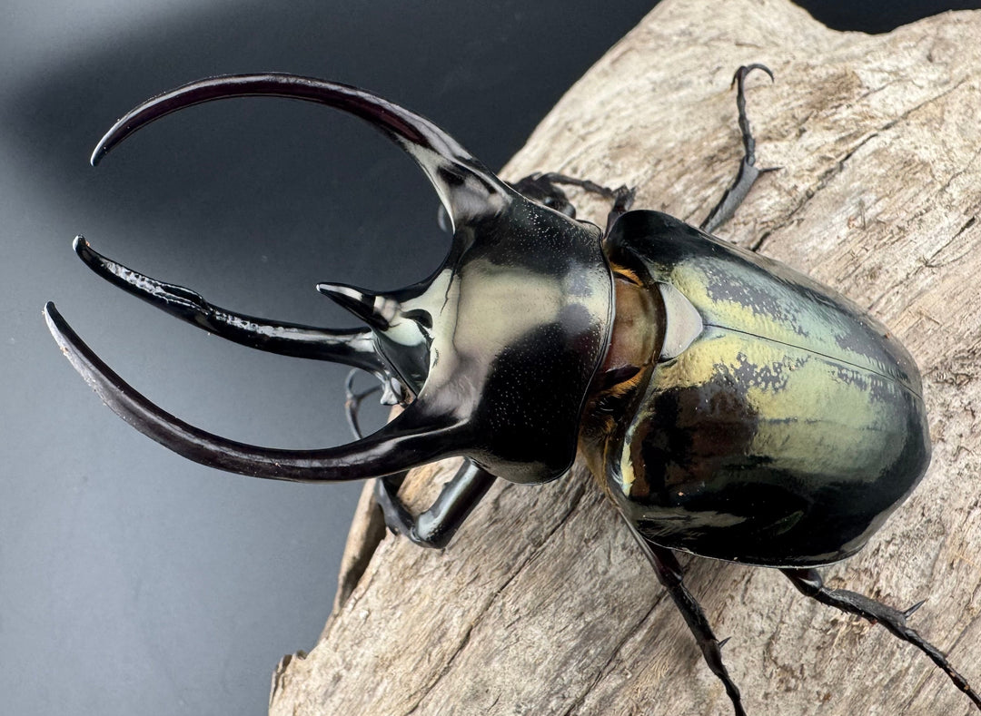 【WD】《ミンダナオアトラスオオカブト キダパワン産 88mm ペア》