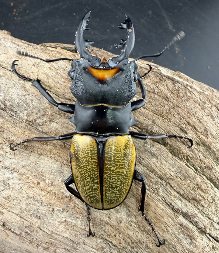 【WD】《スペクタビリスツヤクワガタ 64mm ペア》