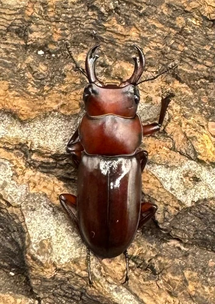 【WD】《モートゥオセスジ原名亜種 ペア》