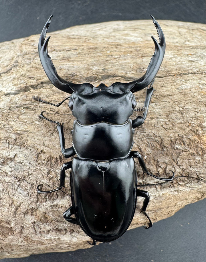 【WD】《ウエストウッディ亜種カズミアエ 雲南省産 69mm ペア》