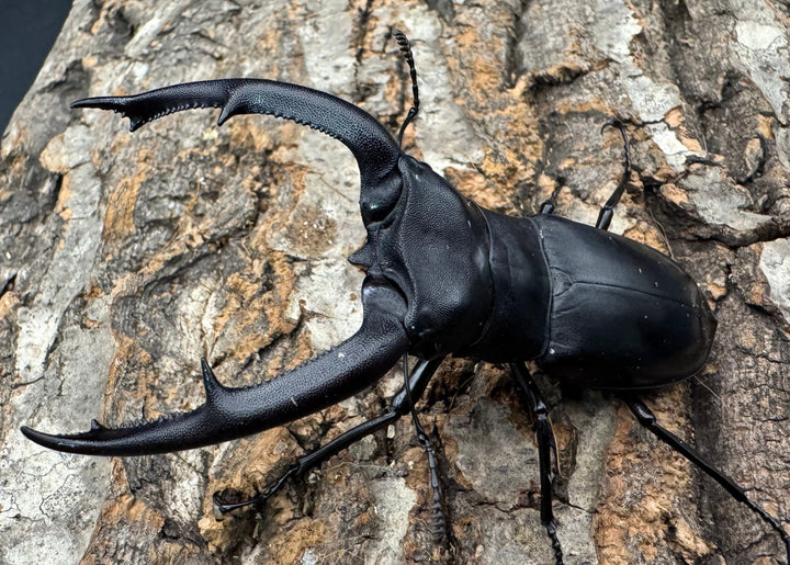 【WD】《マンディブラリスフタマタ 92.5mm ペア》