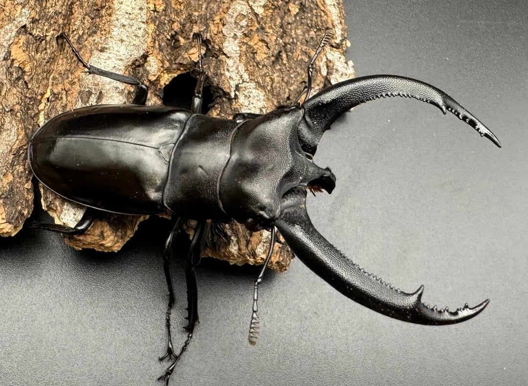 【WD】《リノケロスフタマタクワガタ 86mm ペア》