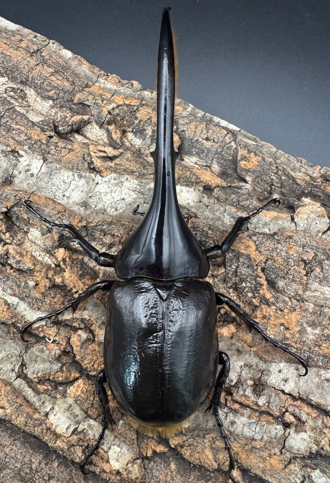 《ヘラクレス・ヘラクレス 132mm ペア》