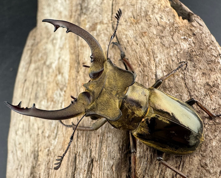 【WD】《メアレーミヤマ チベット産 50mm ペア》