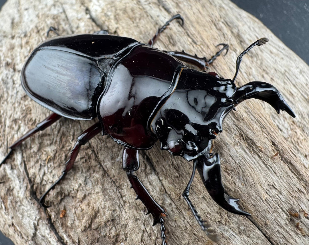 【赤目】《赤レギウスオオツヤクワガタ 魔閃紅血統 58mm ペア》inohiro109氏ブリード個体