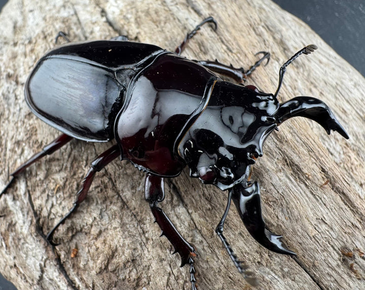 【赤目】《赤レギウスオオツヤクワガタ 魔閃紅血統 58mm ペア》inohiro109氏ブリード個体