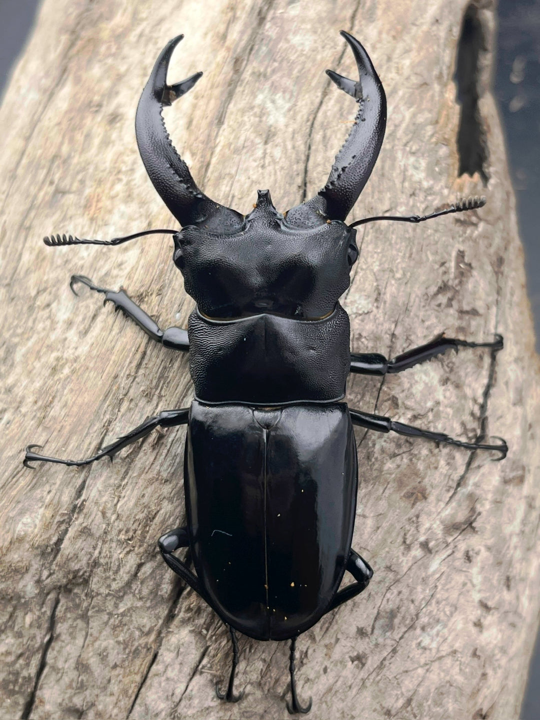 【WD】《ブケットフタマタクワガタ 77mm ペア》