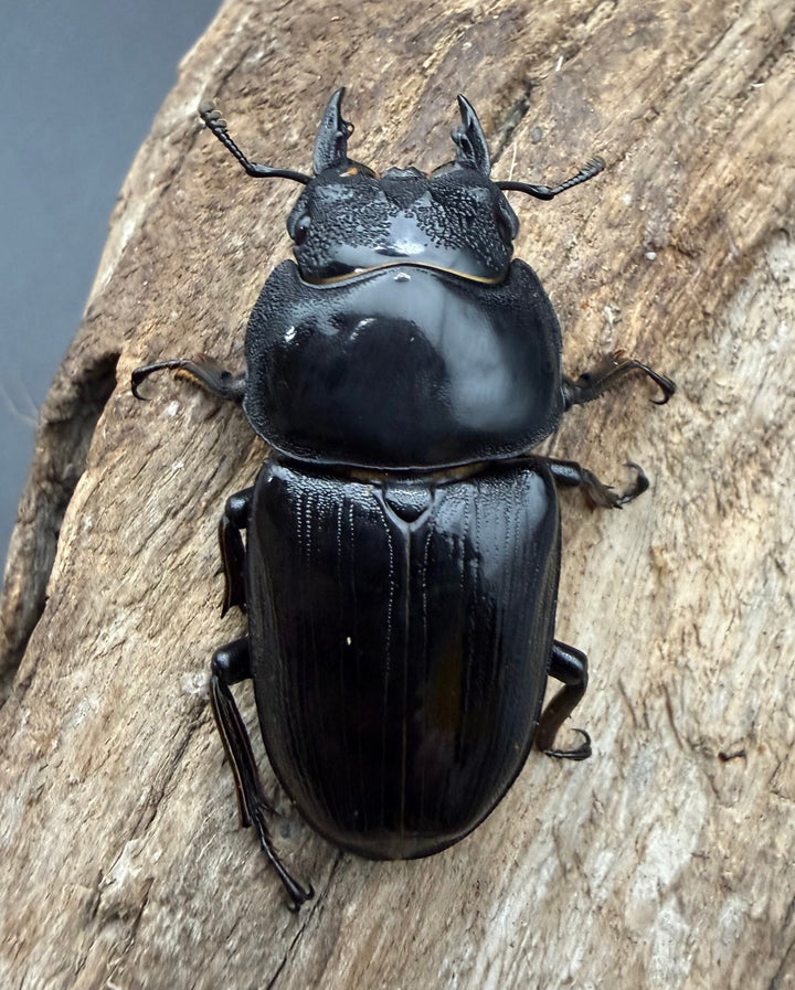 《オオクワガタ 能勢SR血統 53.5mm ♀単》