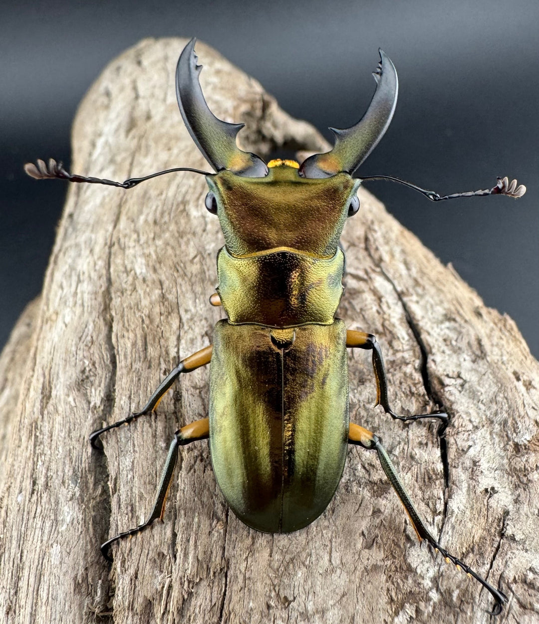 《エラフスホソアカ 42.5mm ペア》