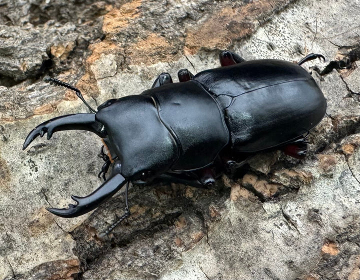 【WD】《アカアシクワガタ亜種chenpengi 遼寧省産 36mm ♂♀♀トリオ》