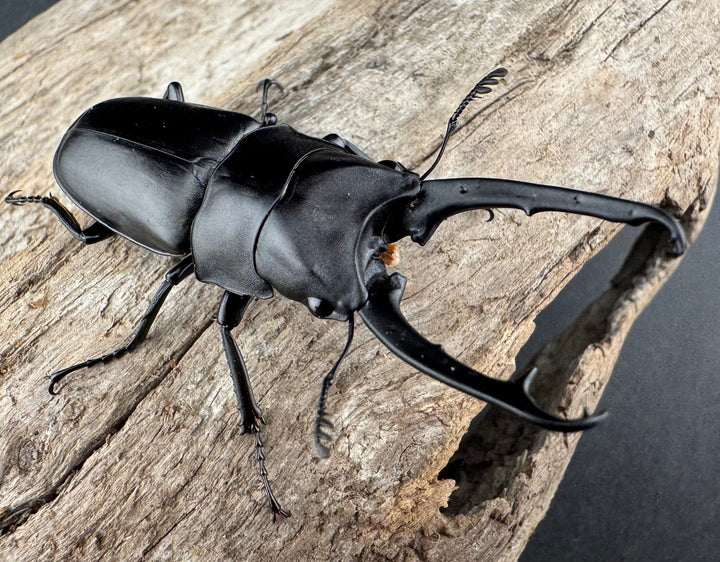 【WD】《ポレクトゥスノコギリクワガタ 51mm ♂♀♀トリオ》