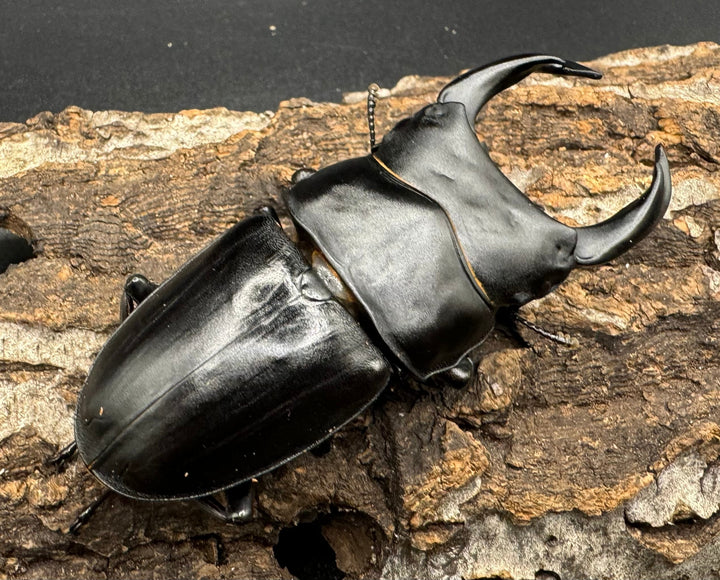 《オオクワガタ 川西血統 78mm ペア》ヒート氏ブリード個体