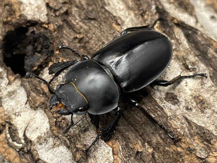 【WD】《チュウゴクマルバネクワガタ原名亜種 ♀単》