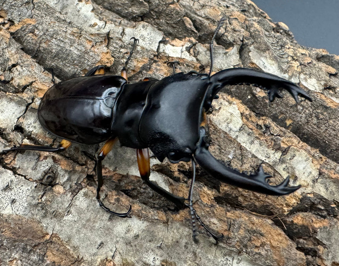 【WD】新産地《インペリアリスツヤ亜種komorii ロハス産 63mm ペア》