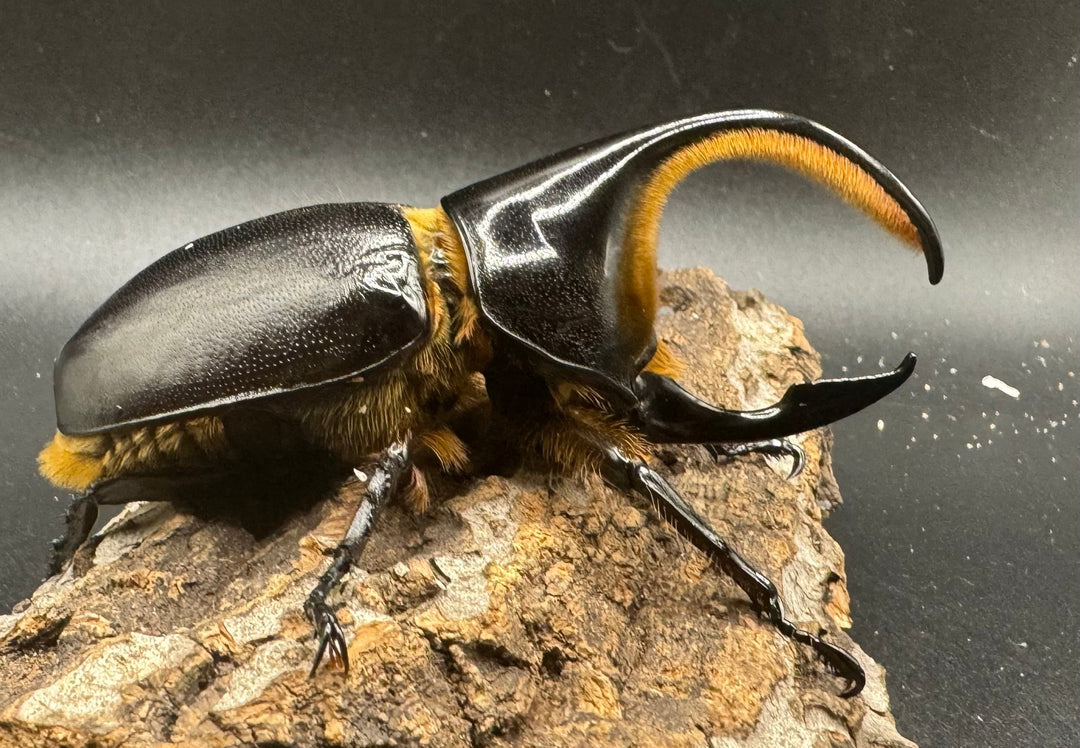 《サタンオオカブト 93mm ペア》