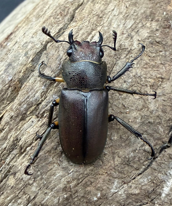 《メタリフェルホソアカ亜種サンギレンシス 70.5mm ペア》