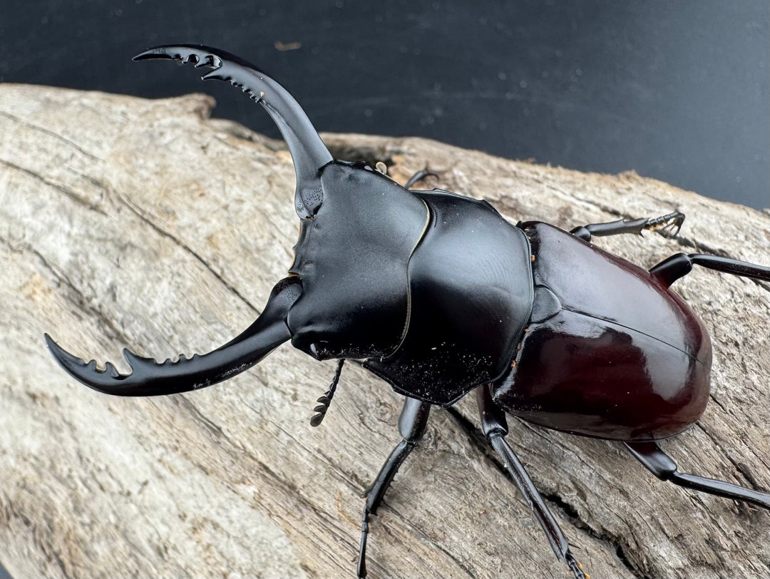 【WD】《アローコクワ原名亜種 臨滄市産 59.5mm ペア》