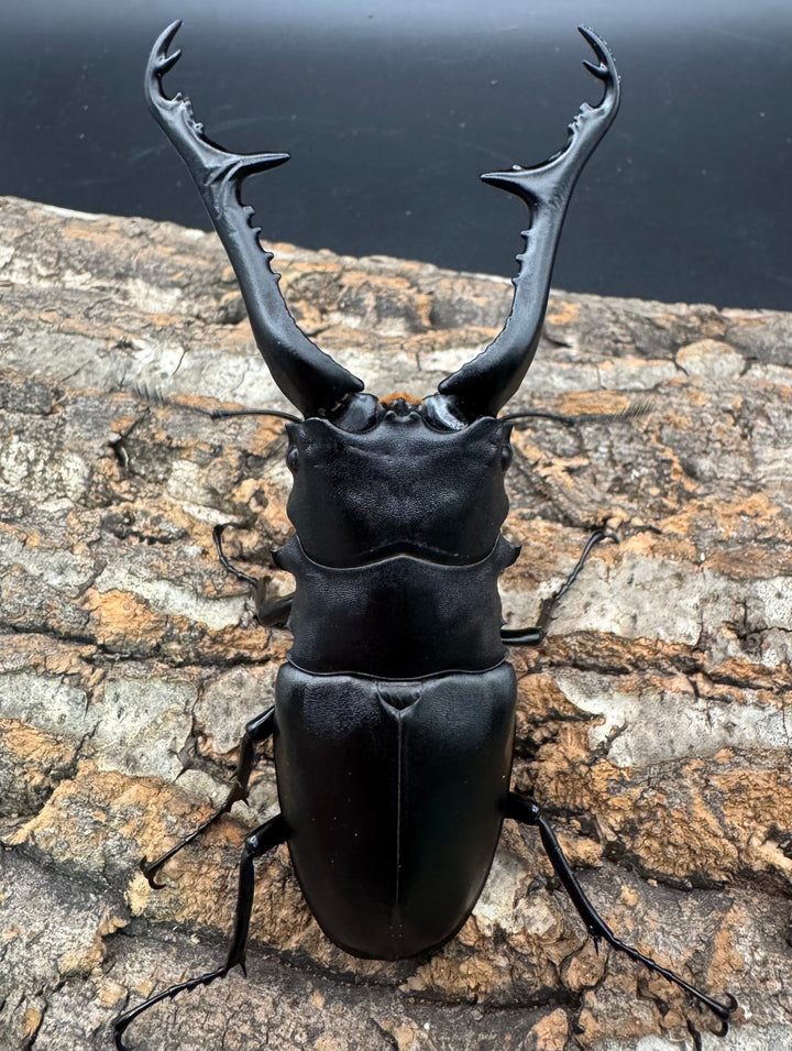 《ギラファノコギリ亜種ケイスケ 112mm ペア》