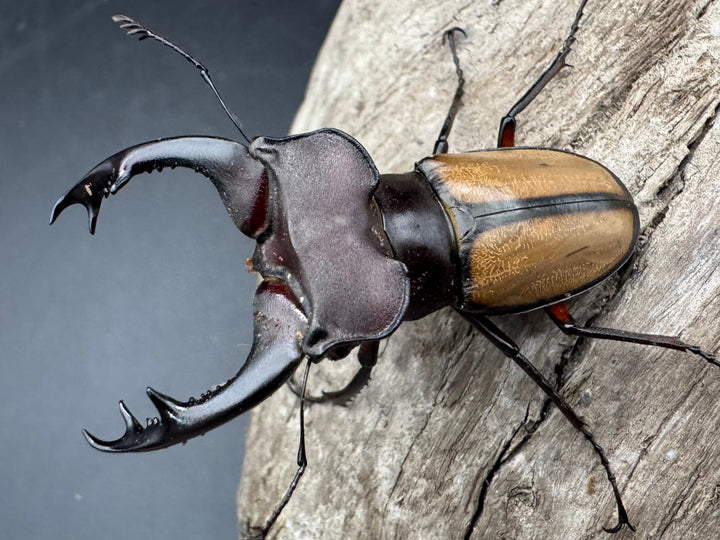 【WF2】《ラエトゥスミヤマクワガタ 53.5mm ペア》