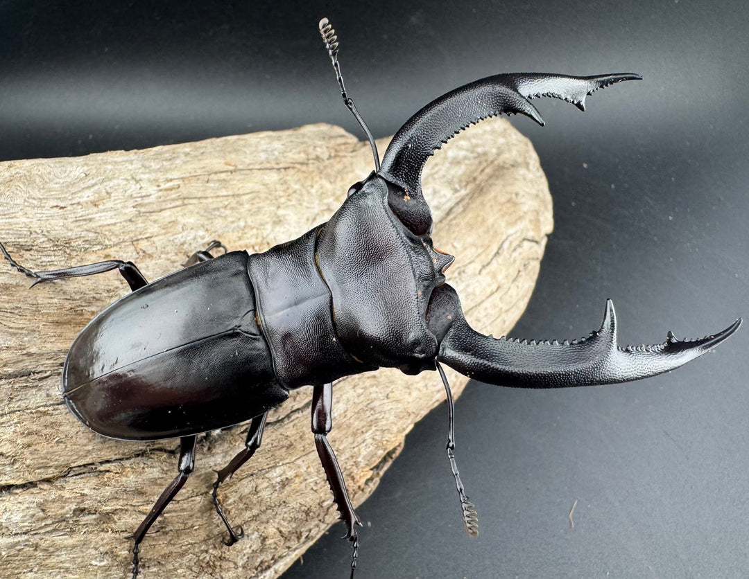 【WD】《マンディブラリスフタマタ 102.5mm A’品ペア》