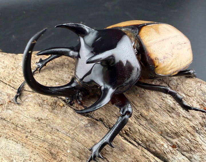 【WD】《ゴホンツノカブト原名亜種 タイ産 83mm ペア》