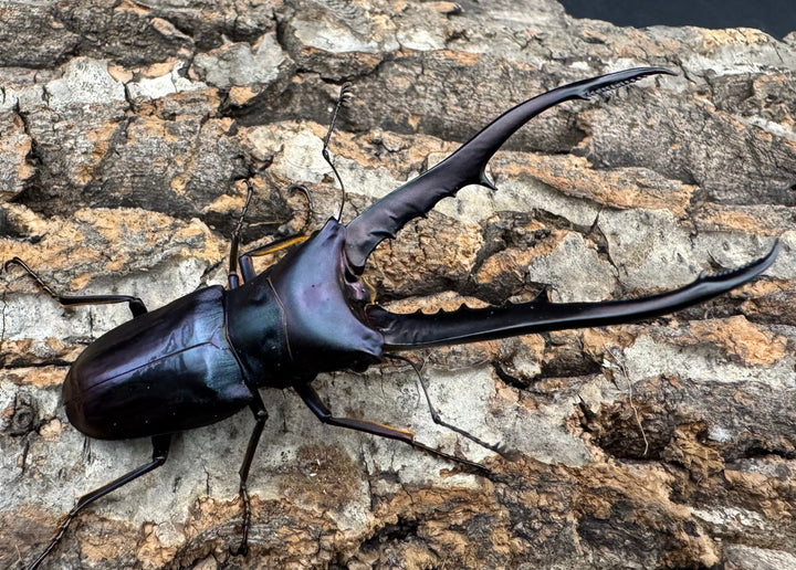 【美麗】《メタリフェルホソアカ 76mm ペア》わたくわ氏ブリード個体