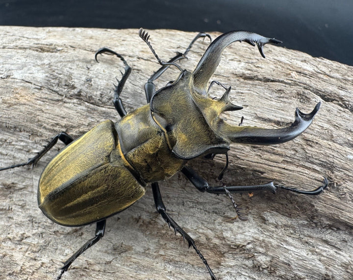 【WD】《フルキフェルミヤマ 62mm ペア》