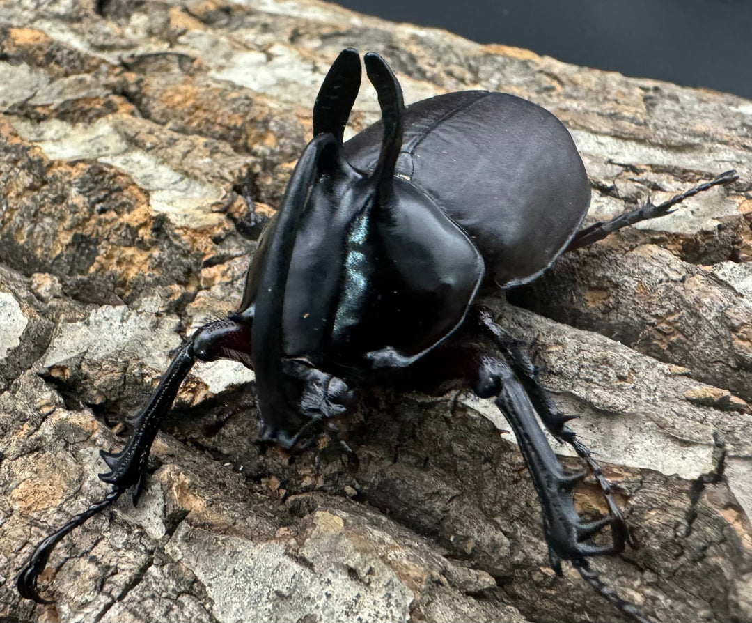 【WD】《ビルマニクス ゴホンツノ 58.5mm ペア》