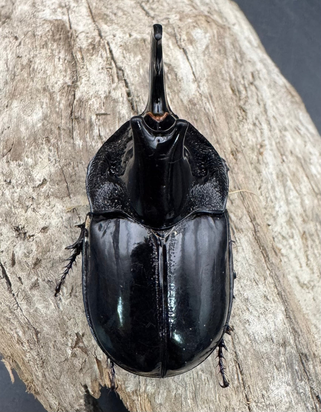 【WD】《オオツノメンガタカブト 南カリマンタン産 55mm A’品ペア》