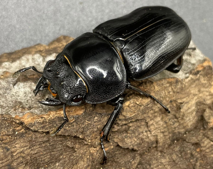 《ホペイオオクワガタ G70血統 76mm ペア》