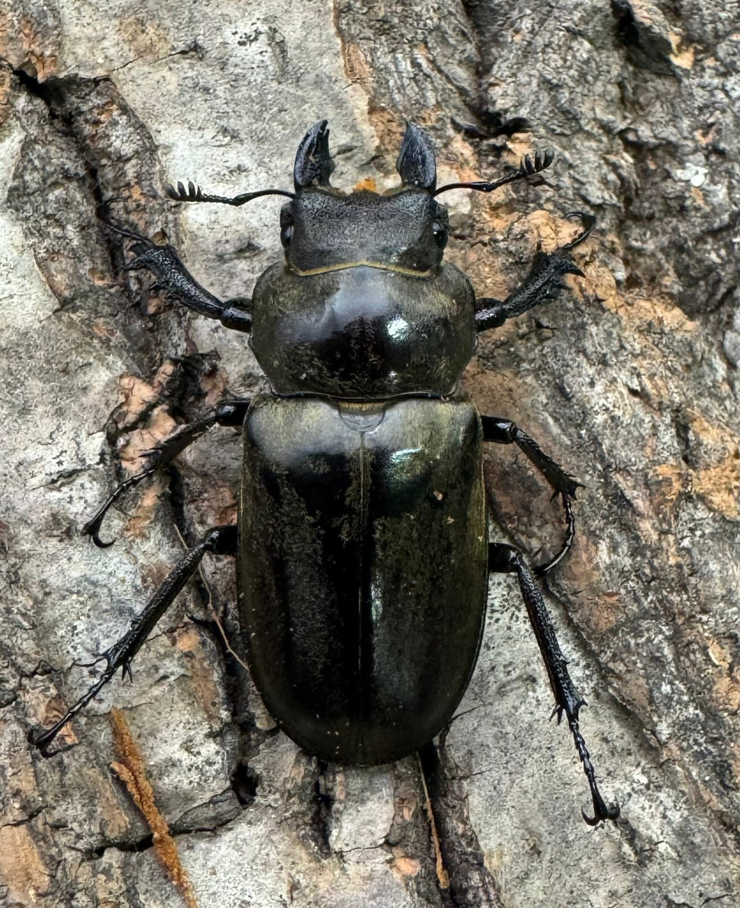 【WD】《クラーツミヤマ原名亜種 59mm ペア》