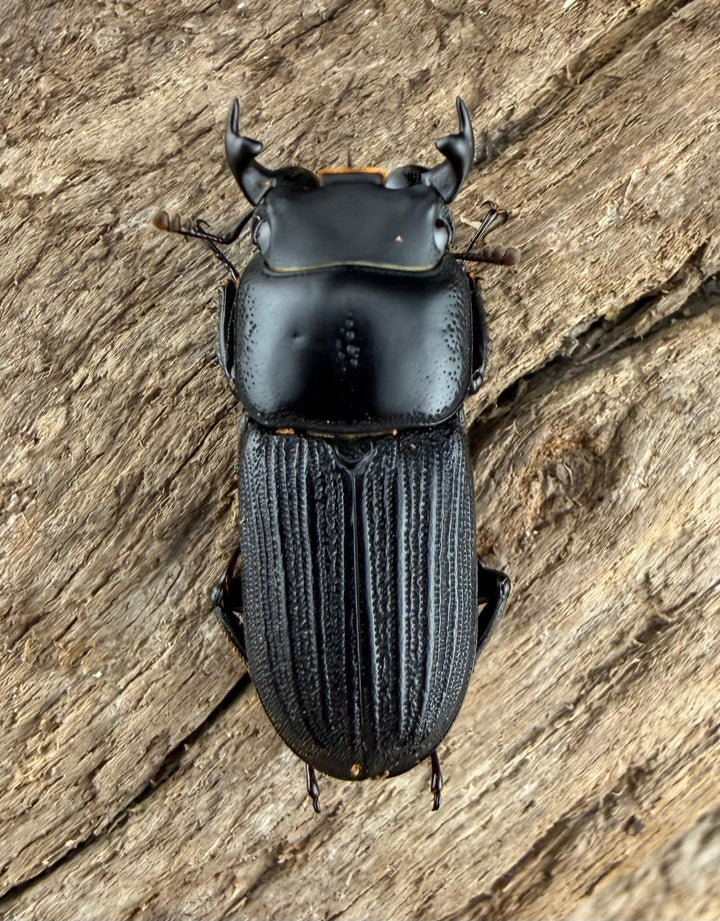 【WF2】《ドルクスミント 23.5mm ペア》