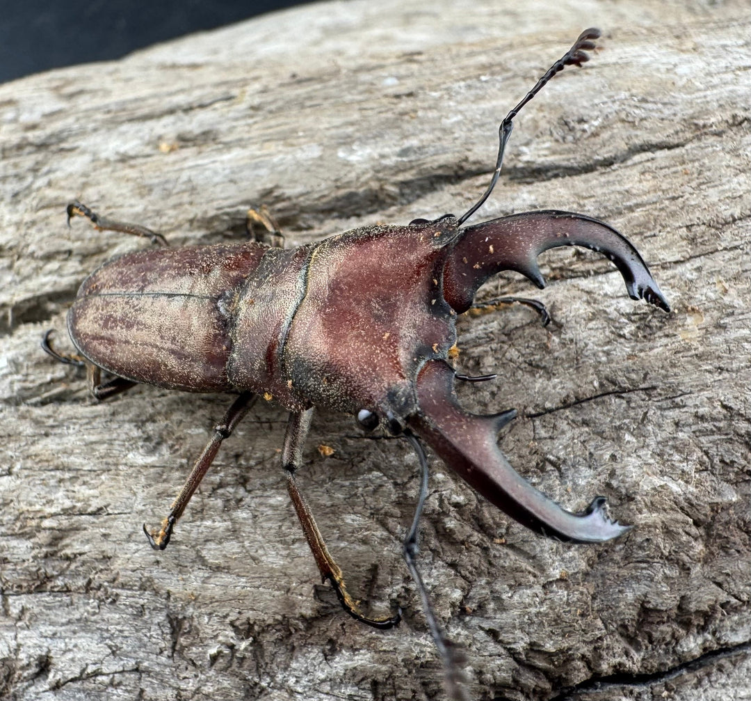 【WD】《スズムラホソアカ ロハス産 37.5mm ペア》