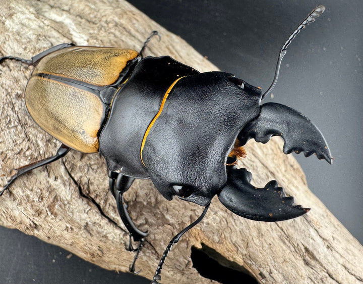 【WD】《カステルナウディツヤ 81.5mm ペア》