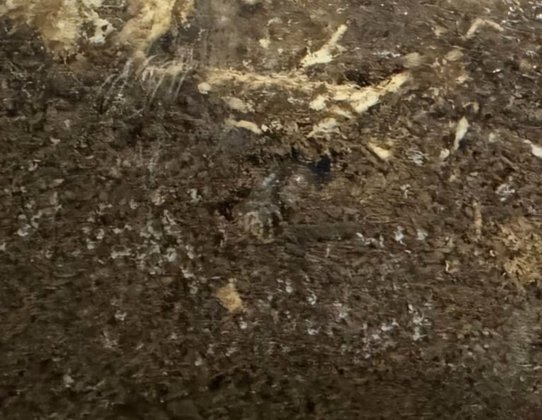 ラスト1セット【WF2】《メタドルクス ロトゥンダトゥス 幼虫3頭セット》