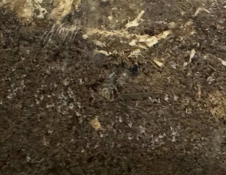 ラスト1セット【WF2】《メタドルクス ロトゥンダトゥス 幼虫3頭セット》